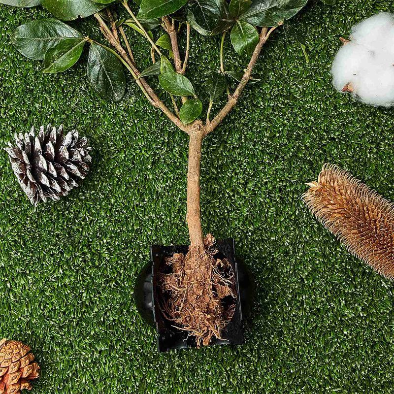 Reusable Plant Grafting Ball (20 pcs)