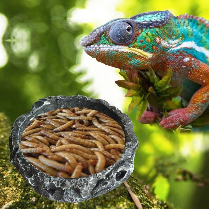 Round Resin Reptile Food Bowl