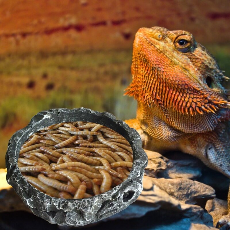 Round Resin Reptile Food Bowl