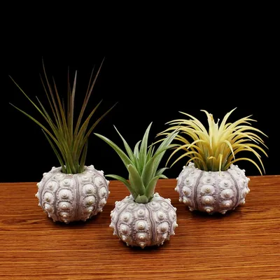 Sea Urchin Shell Air Plant Holder