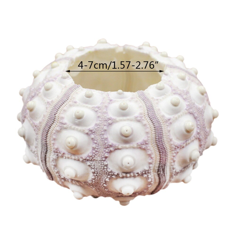 Sea Urchin Shell Air Plant Holder