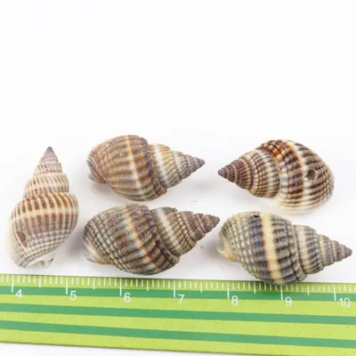 Seashell Decor Natural Spiral Shells Seashell Decor Natural Spiral Shells