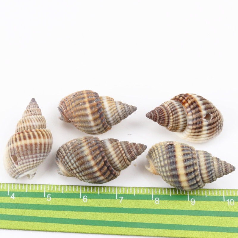 Seashell Decor Natural Spiral Shells Seashell Decor Natural Spiral Shells