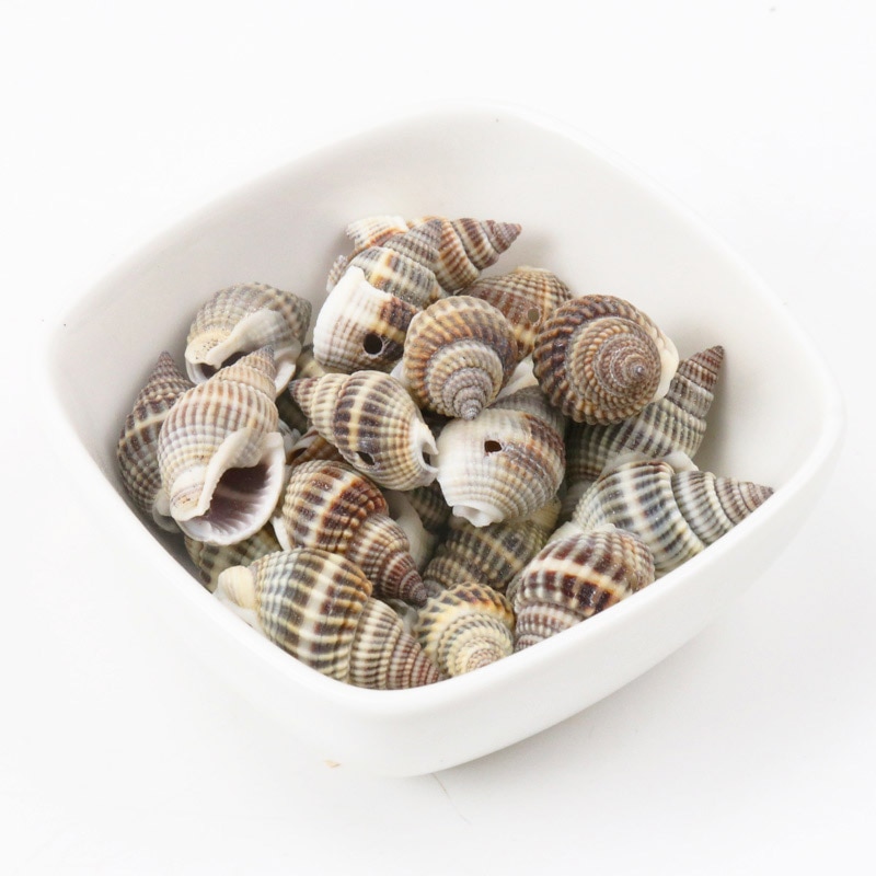 Seashell Decor Natural Spiral Shells Seashell Decor Natural Spiral Shells