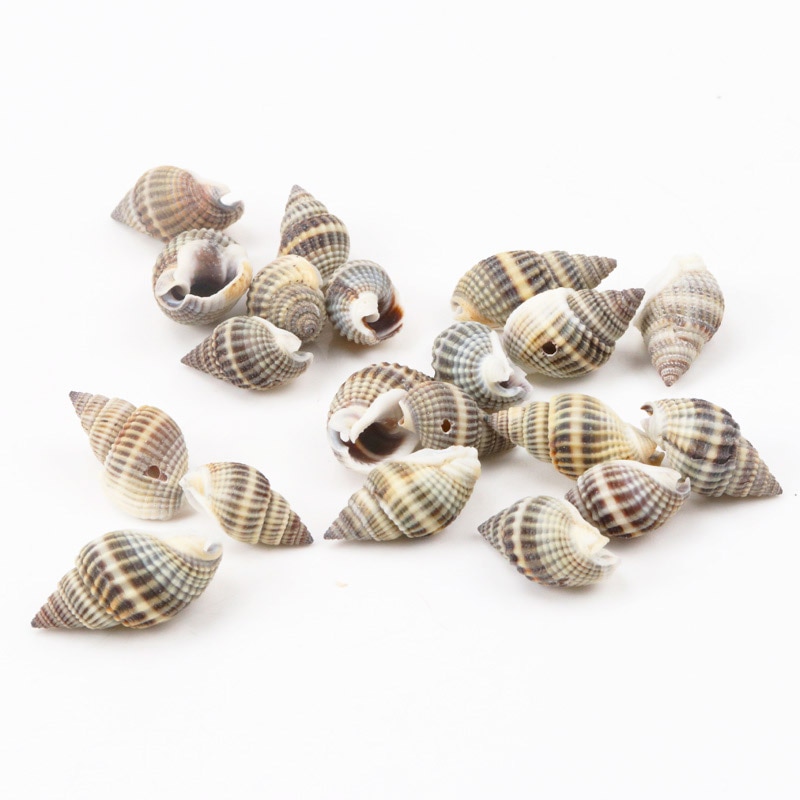 Seashell Decor Natural Spiral Shells Seashell Decor Natural Spiral Shells