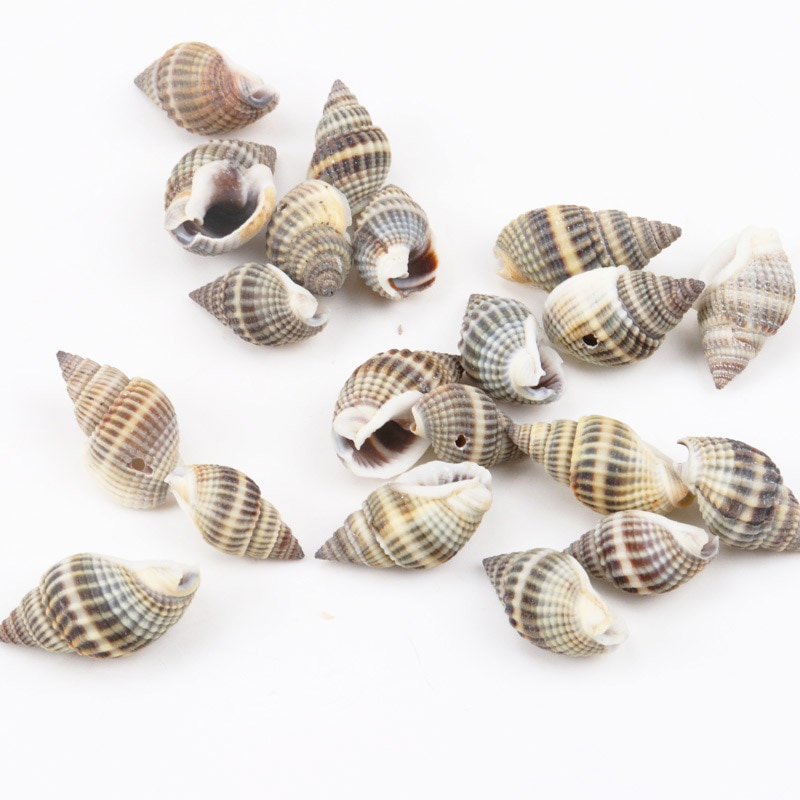 Seashell Decor Natural Spiral Shells Seashell Decor Natural Spiral Shells