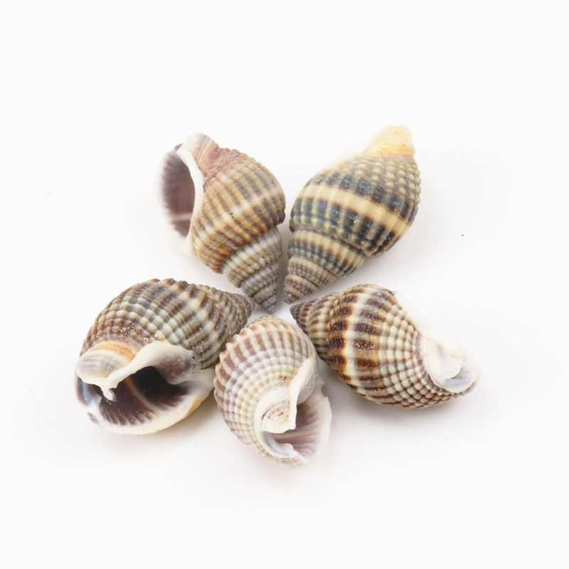 Seashell Decor Natural Spiral Shells Seashell Decor Natural Spiral Shells