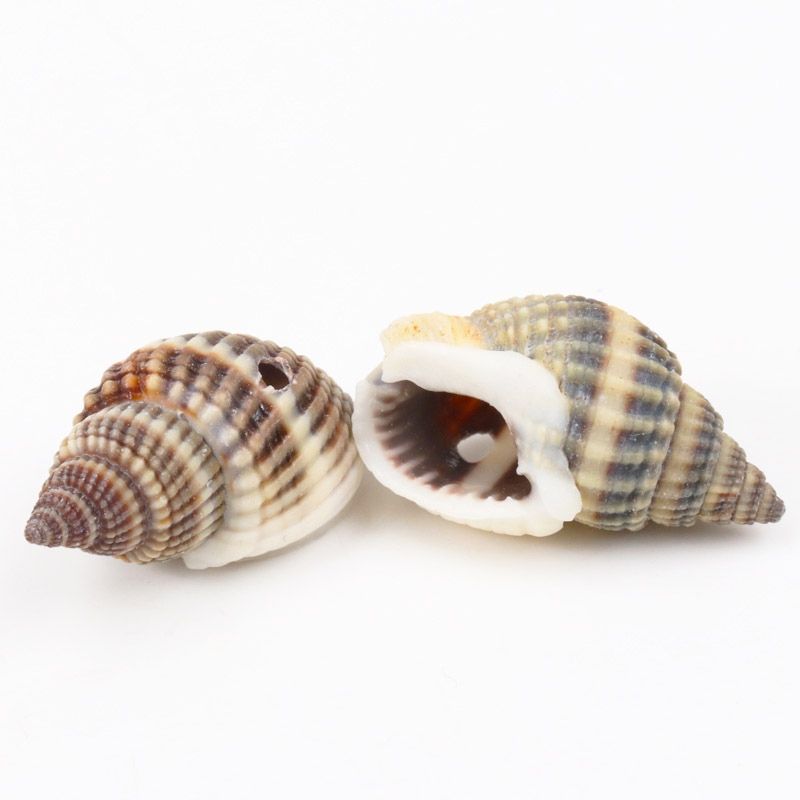 Seashell Decor Natural Spiral Shells Seashell Decor Natural Spiral Shells