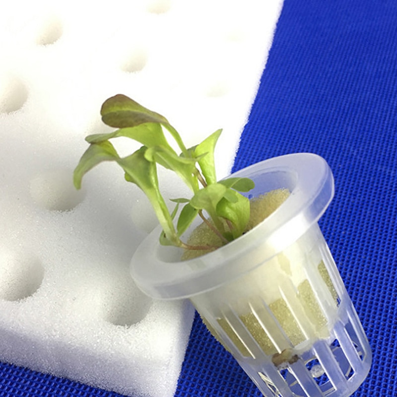 Seedling Hydroponic Sponge (100pcs)