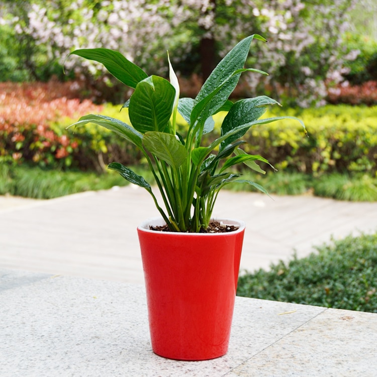 Self-Watering Plant Pot Garden Vase Self-Watering Plant Pot Garden Vase