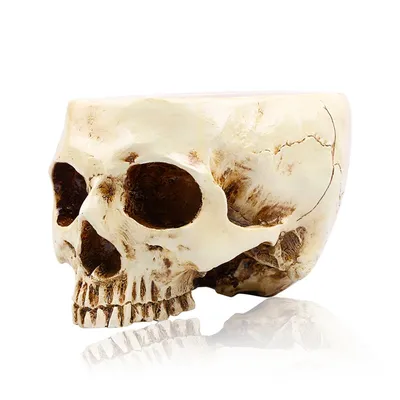 Skull Decor Resin Sculpture Skull Decor Resin Sculpture