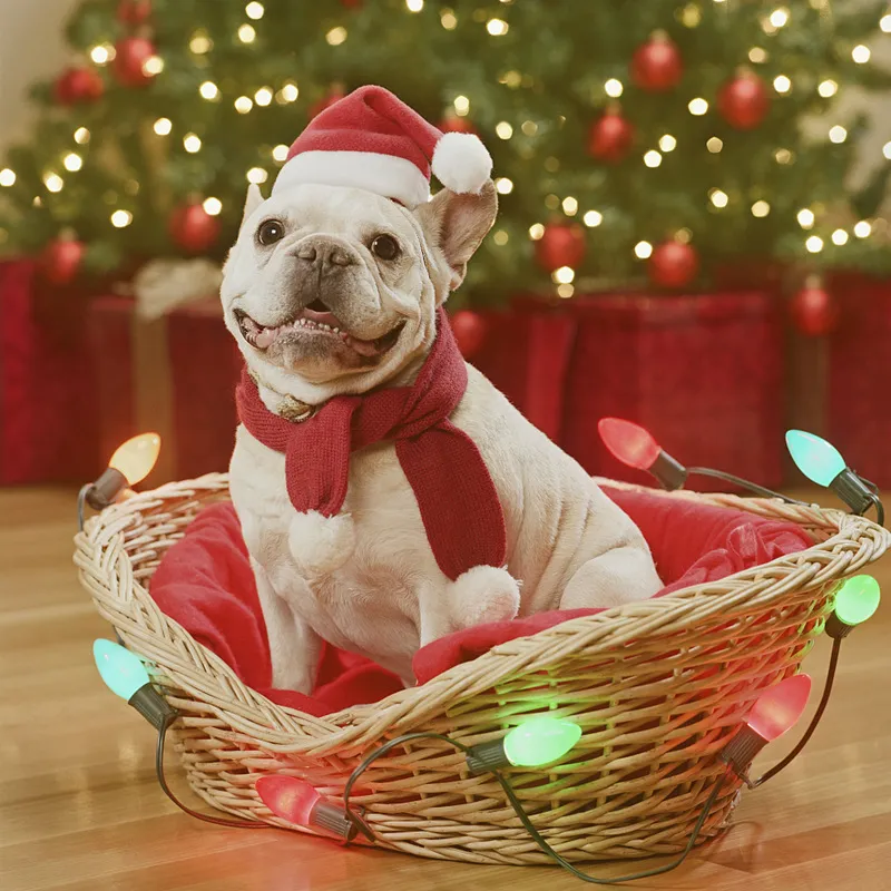 Small Plush Santa Hat for Pets
