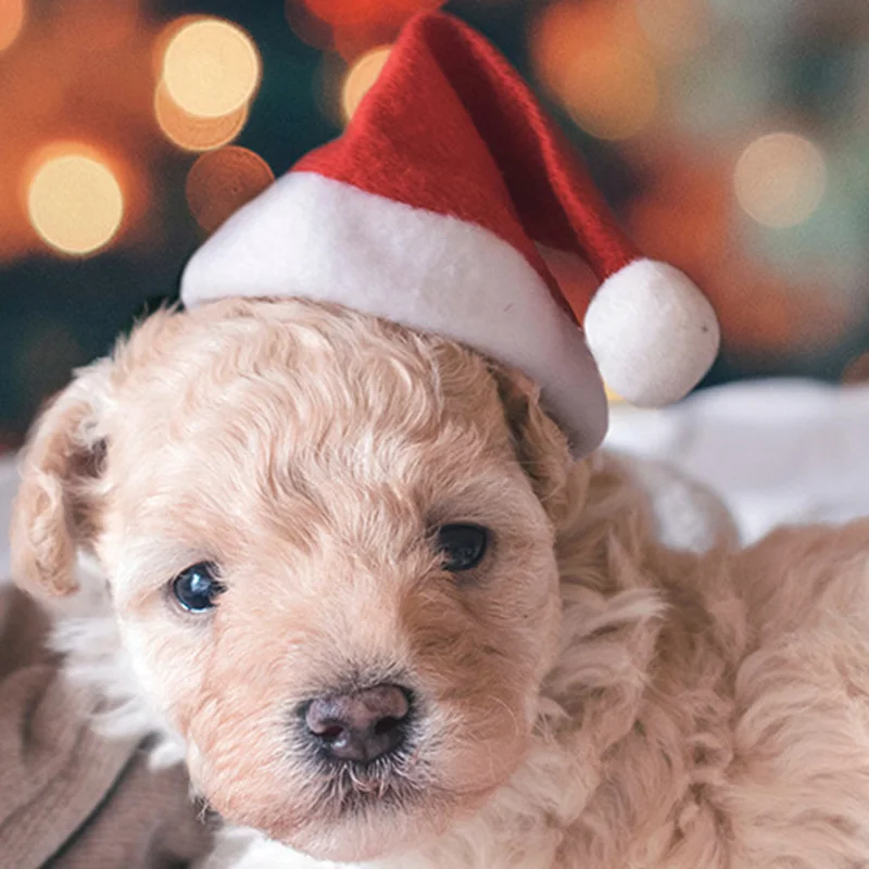 Small Plush Santa Hat for Pets