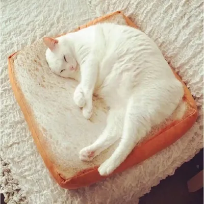 Soft and Bouncy Toast Cat Bed Soft and Bouncy Toast Cat Bed