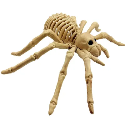 Spider Skeleton Scary Decor Spider Skeleton Scary Decor