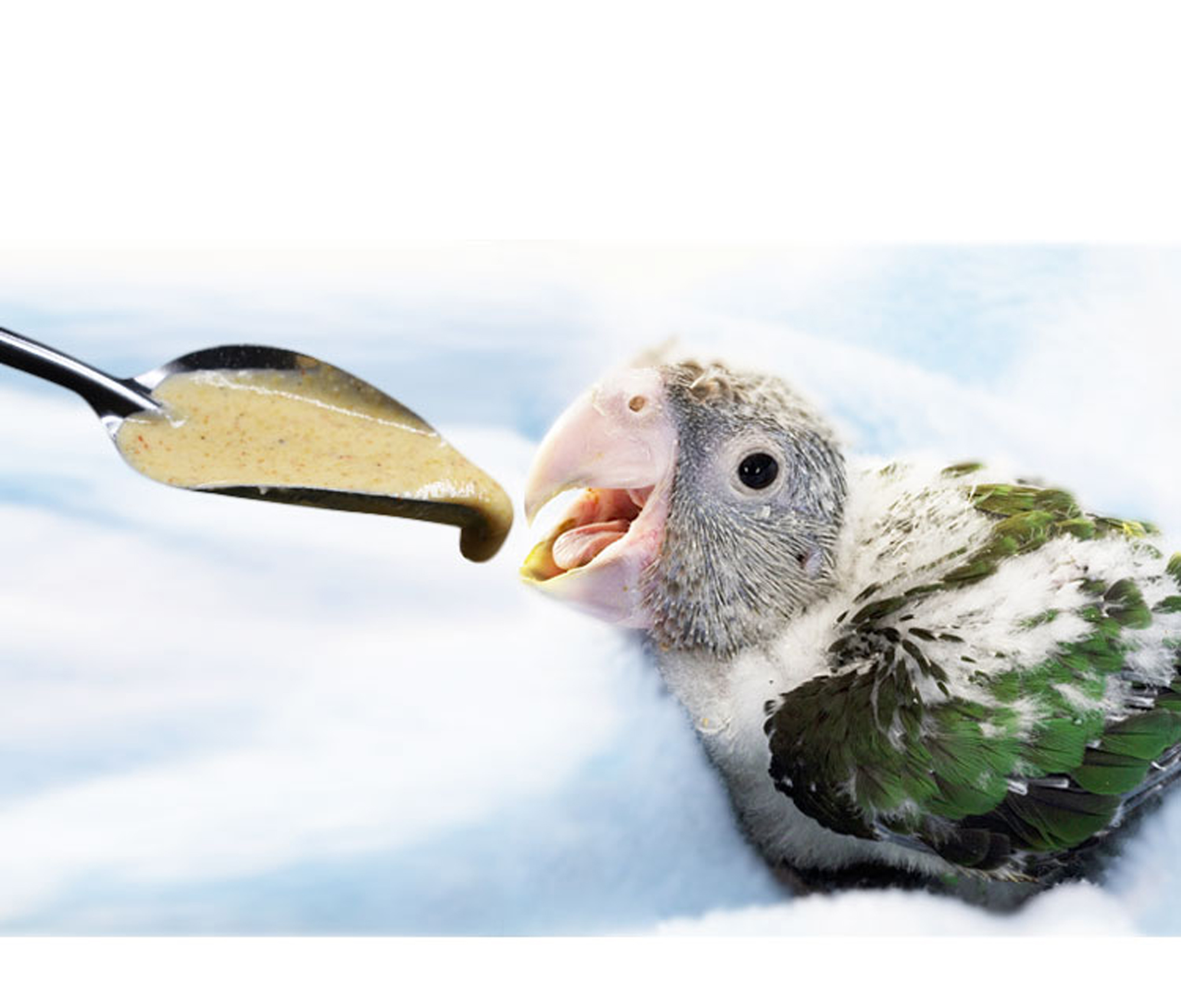 Stainless Bird Feeding Spoons (5pcs)