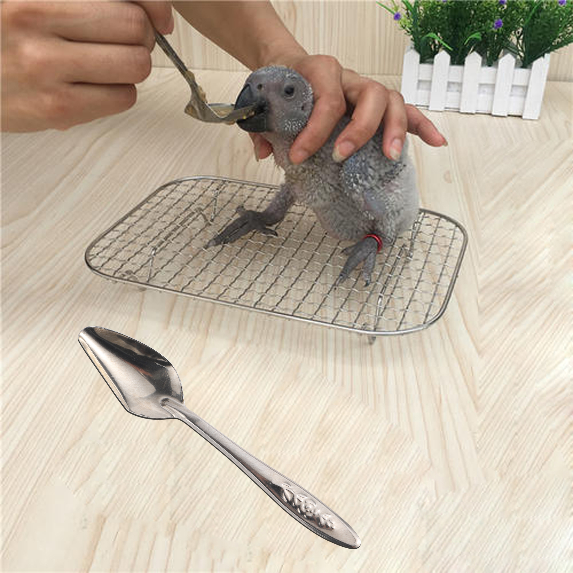 Stainless Bird Feeding Spoons (5pcs)