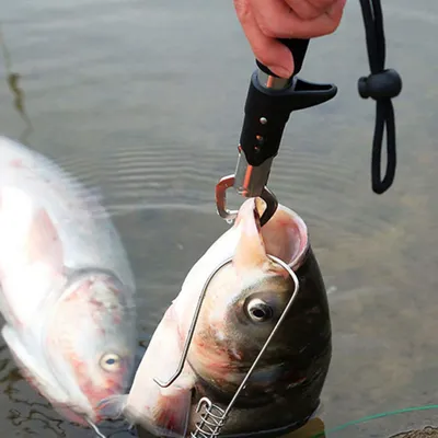 Stainless Steel Fish Clamp Stainless Steel Fish Clamp