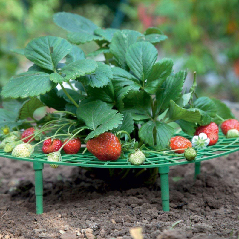 Strawberry Support Frame Stand (5 pcs)
