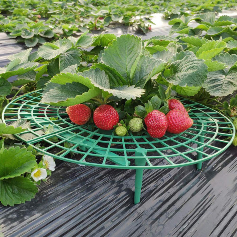 Strawberry Support Frame Stand (5 pcs)