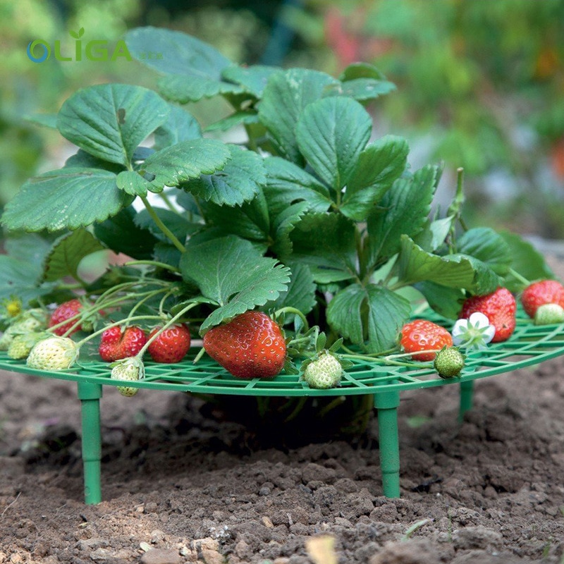 Strawberry Support Plastic Plant Frame Strawberry Support Plastic Plant Frame