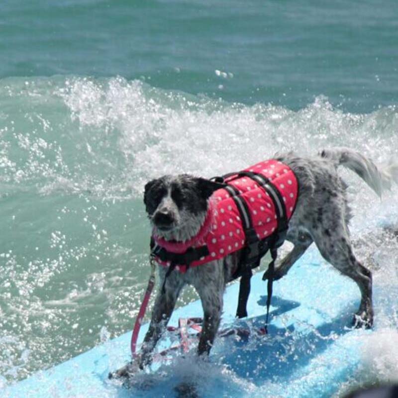 Summer Dog Swimming Vest