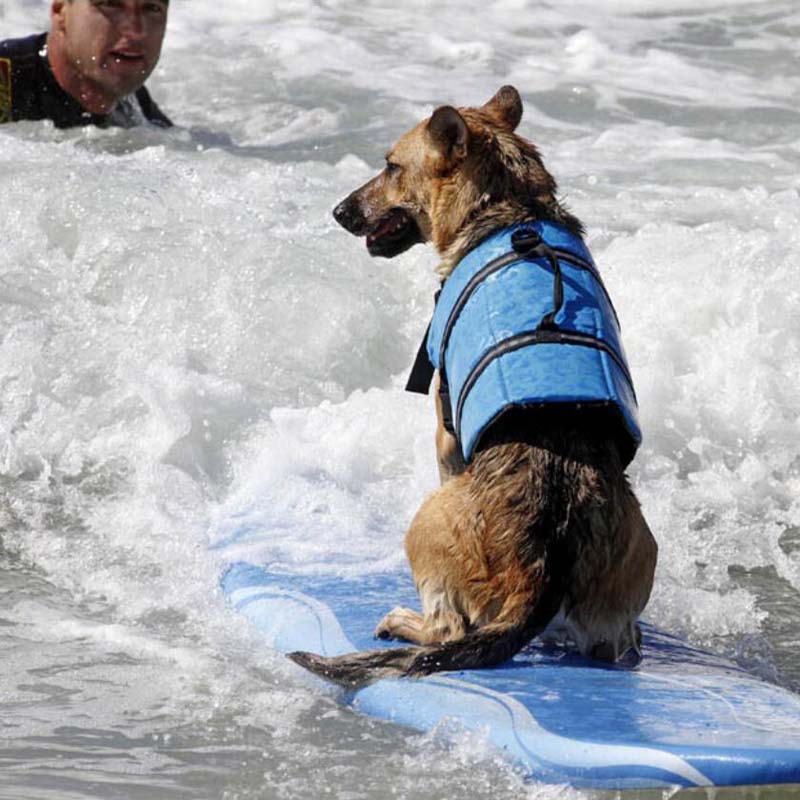 Summer Dog Swimming Vest