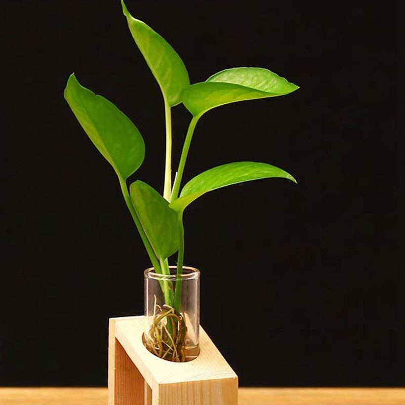 Test Tube Vase Glass Plant Holder Test Tube Vase Glass Plant Holder