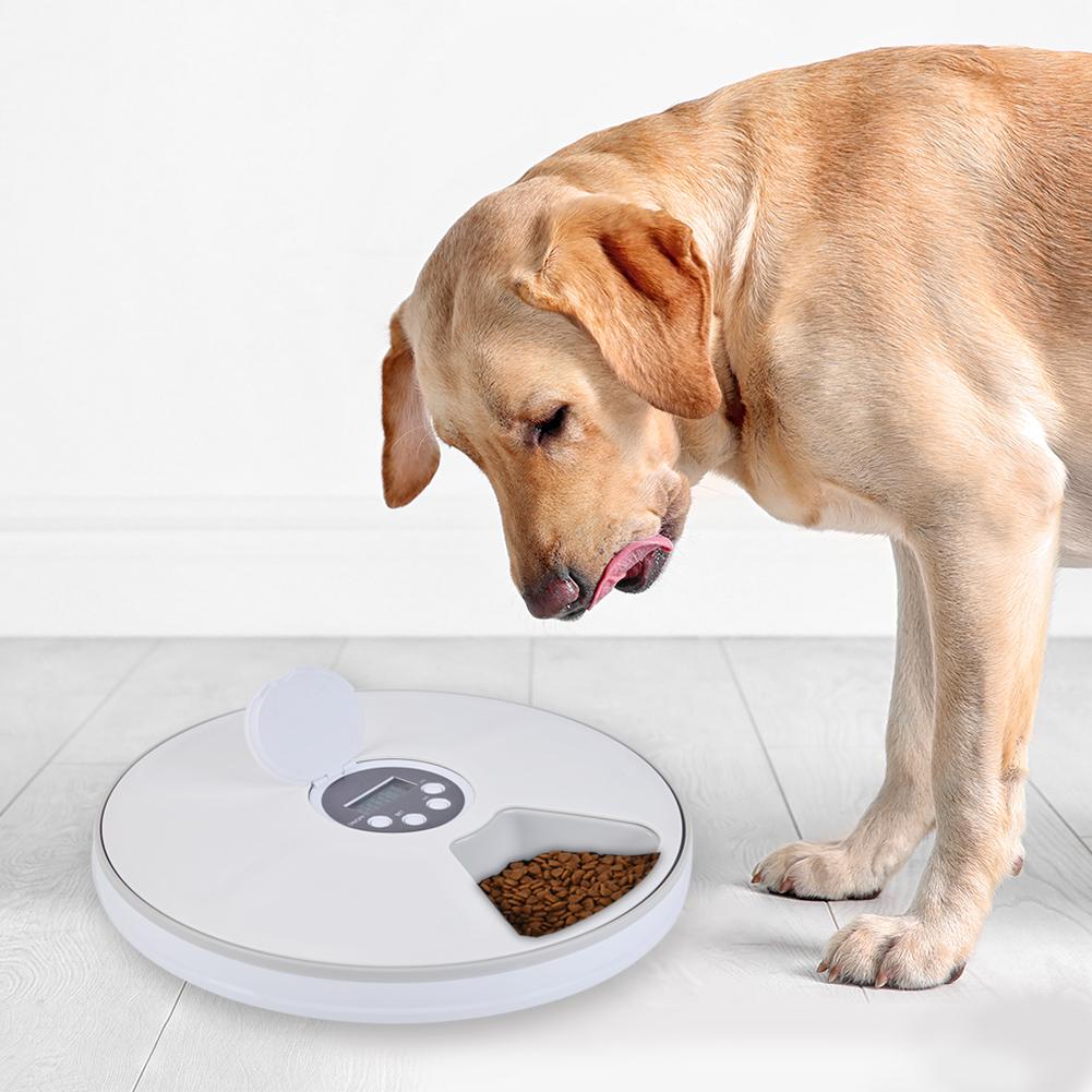 Timed Dog Feeder 6-Grid Food Tray Timed Dog Feeder 6-Grid Food Tray