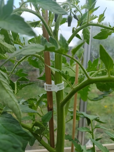 Tomato Clips Gardening Support Clamps (100 pcs)