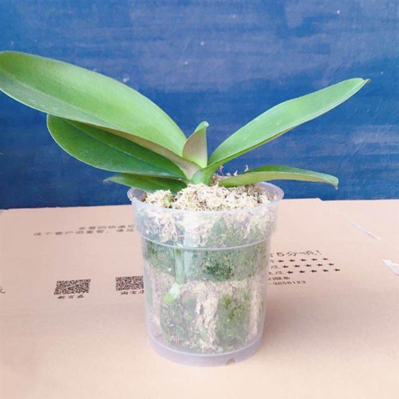 Transparent Resin Planting Cups (10pcs) Transparent Resin Planting Cups (10pcs)