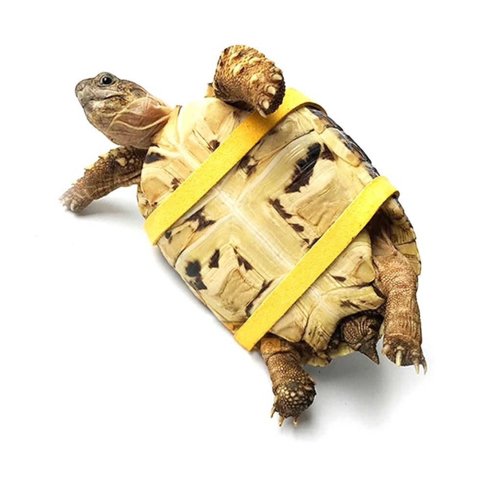 Turtle Leash Pet Accessory Turtle Leash Pet Accessory