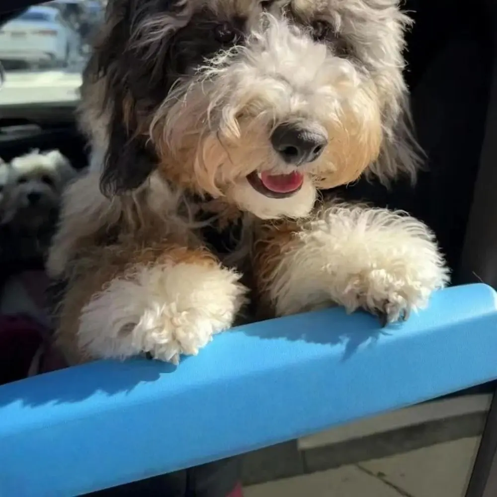 Universal Dog Car Chin Rest Comfortable PLA Car Window Chin Rest for Dogs Portable Practical Dog Car Window Cushion Universal Dog Car Chin Rest Comfortable PLA Car Window Chin Rest for Dogs Portable Practical Dog Car Window Cushion
