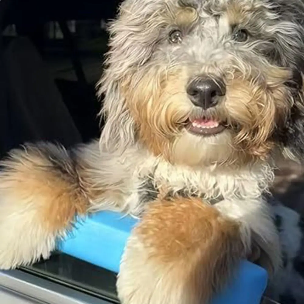 Universal Dog Car Chin Rest Comfortable Soft Pet Chin Rest Practical Portable Car Window Chin Rest for Dogs Protect Universal Dog Car Chin Rest Comfortable Soft Pet Chin Rest Practical Portable Car Window Chin Rest for Dogs Protect