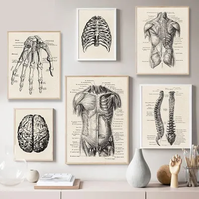 Vintage Anatomy Poster Medical Artwork