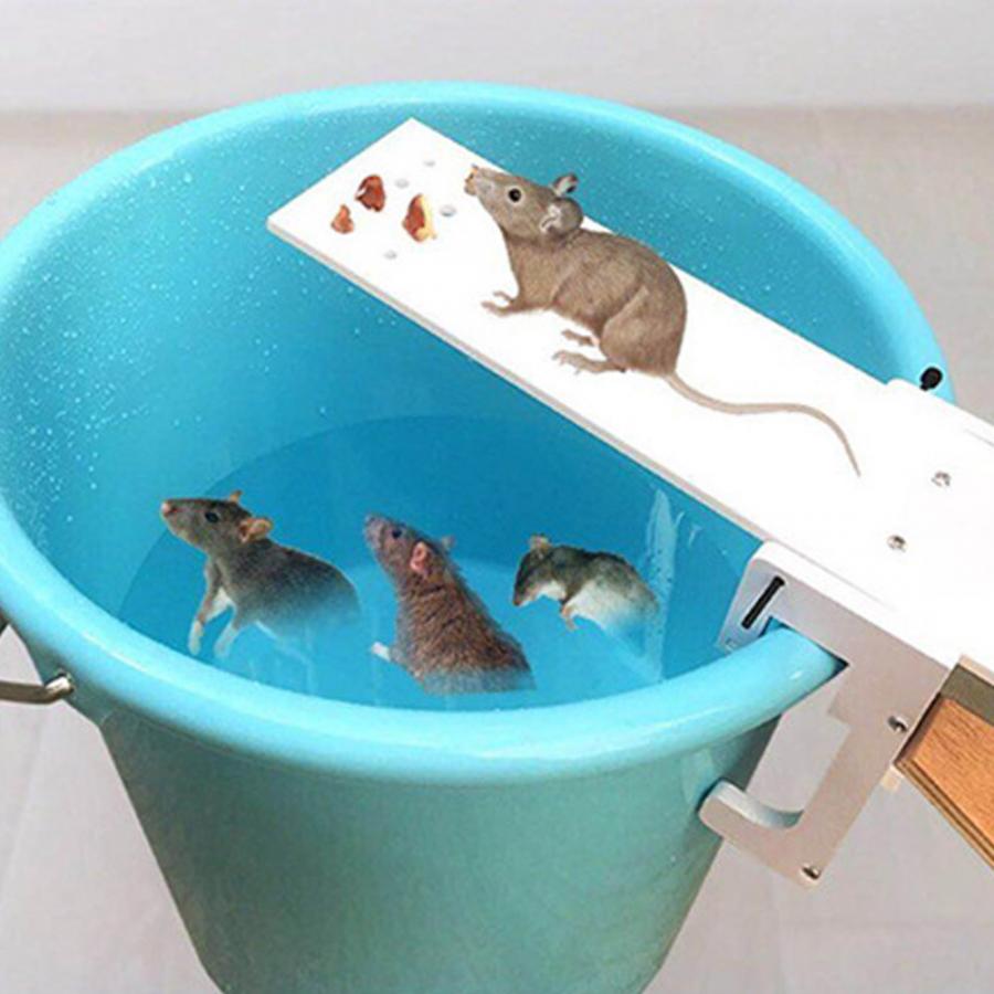 Walk the Plank Mouse Trap (Plank Only) Walk the Plank Mouse Trap (Plank Only)