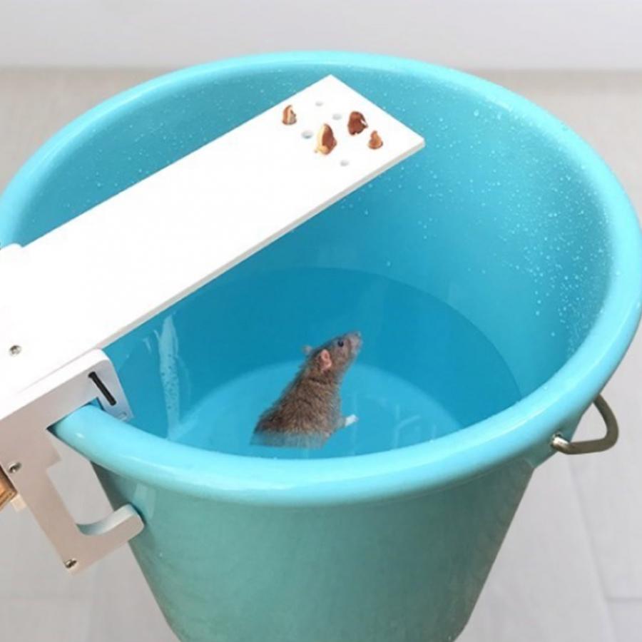 Walk the Plank Mouse Trap (Plank Only) Walk the Plank Mouse Trap (Plank Only)
