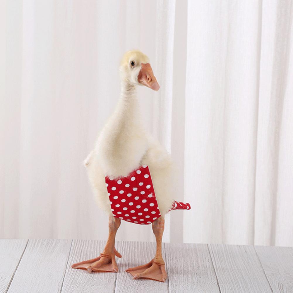 Washable and Reusable Goose Diaper