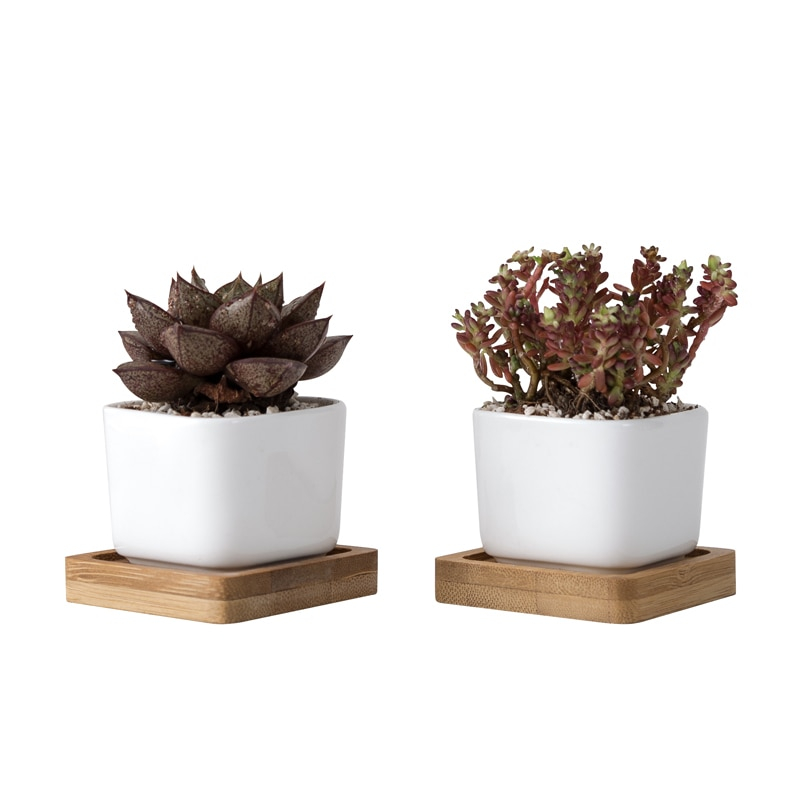 White Ceramic Pots Gardening Set (2pcs) White Ceramic Pots Gardening Set (2pcs)