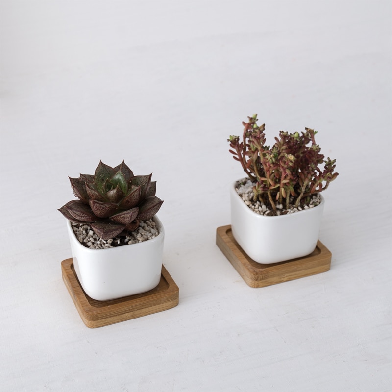 White Ceramic Pots Gardening Set (2pcs) White Ceramic Pots Gardening Set (2pcs)