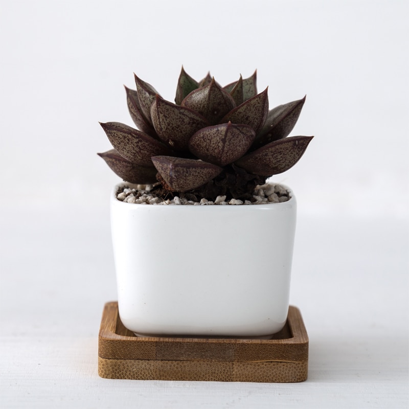 White Ceramic Pots Gardening Set (2pcs) White Ceramic Pots Gardening Set (2pcs)