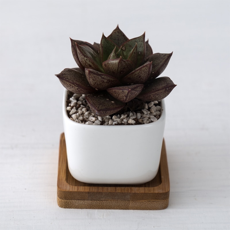 White Ceramic Pots Gardening Set (2pcs) White Ceramic Pots Gardening Set (2pcs)