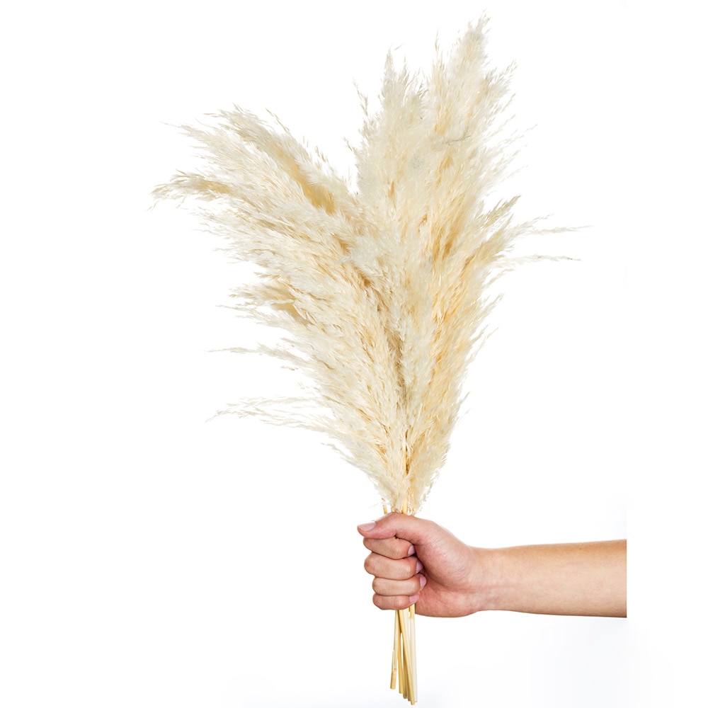 White Pampas Grass Decoration (10pcs)