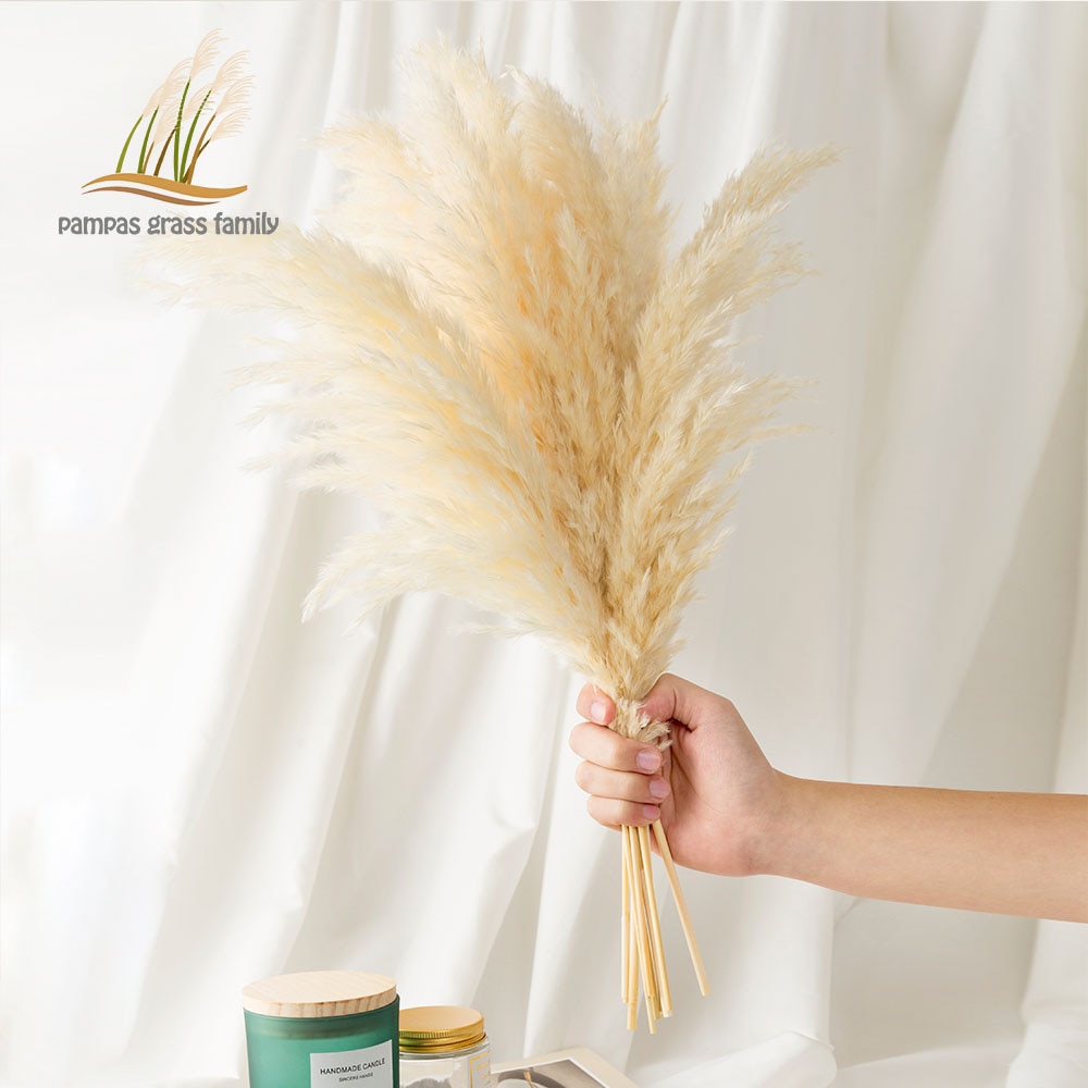 White Pampas Grass Decoration (10pcs) White Pampas Grass Decoration (10pcs)
