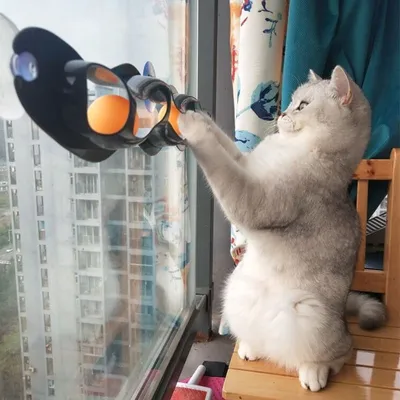 Window Suction Cat Track Toy Window Suction Cat Track Toy