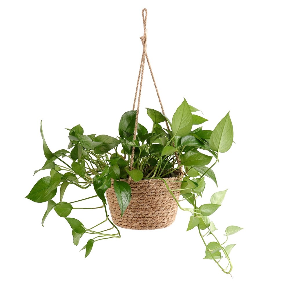 Woven Plant Hanger Home Decor